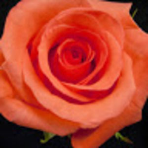 Meet your Posher, Anne